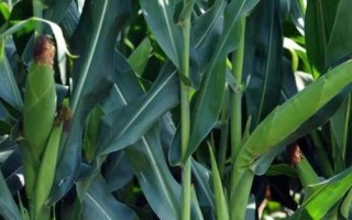 易歐得398玉米品種的特性，4月下旬至5月上旬播種