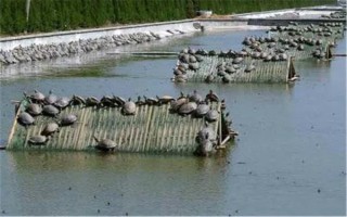 怎么養(yǎng)殖甲魚，每天可以投喂3次