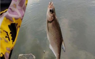 釣鳊魚適合用幾號鉤，根據(jù)魚情、水情和季節(jié)選用
