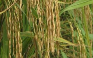 浙大兩優(yōu)宜糖秈1號(hào)水稻種子介紹，該品種株高適中