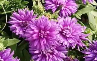 紫色菊花有什么花語(yǔ)，代表神秘、愛(ài)情、浪漫