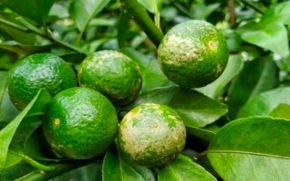 柑橘炭疽病怎么防治，定期噴施苯甲嘧菌酯等藥物