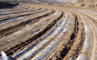 露天草莓種植技術(shù)，每年的3月下旬到4月中旬進(jìn)行