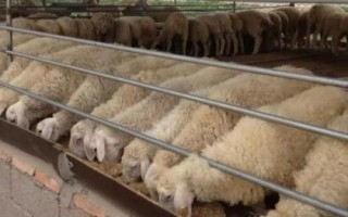 羊肉只漲不跌為何養(yǎng)羊戶卻不賺錢，養(yǎng)殖過程中出現(xiàn)損耗是重要原因