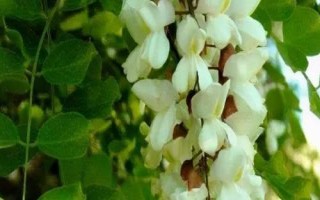 蜜源植物有哪些，不同季節(jié)的蜜源植物不同