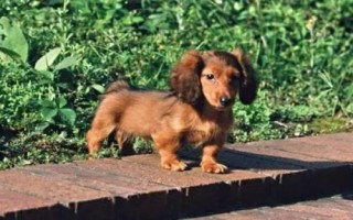臘腸犬怎么飼養(yǎng)，平時(shí)要定期飼喂煮熟的肉食