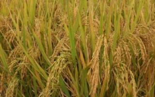 泰香玉晶水稻種子簡介，每畝有效穗18.3萬