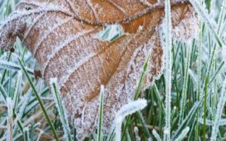 白露和寒露的區(qū)別，白露處于9月上旬、寒露處于10月上旬