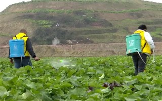 油菜為什么會僵苗，是受到干旱漬害、缺肥、病蟲害等因素的影響