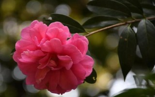 山茶花適合在室內(nèi)養(yǎng)殖嗎，十分適合擺放在室內(nèi)里養(yǎng)