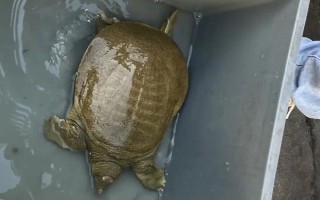 甲魚(yú)的宰殺方法，翻身后再砍斷脖子