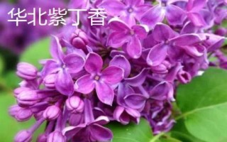 丁香花開放時間，不同品種的花期各有差異