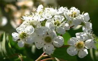 種植山楂怎么施肥，花期主施氮肥