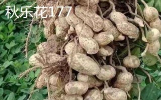 南陽市去殼花生的價格，各縣區(qū)的售價會上下浮動