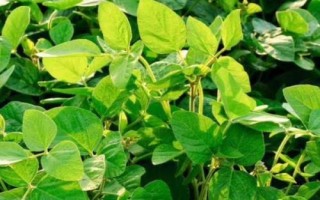吉育513大豆種子特點，4月末至5月初播種