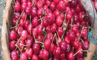 山東巨野縣的特產(chǎn)，有巨野罐子湯、巨野櫻桃等