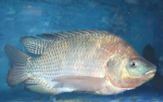羅非魚(yú)為什么不開(kāi)口，氣壓驟降會(huì)降低羅非魚(yú)的攝食積極性