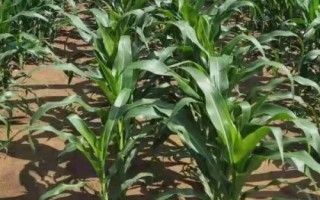 GD2002玉米種子特征特性，密度5000株/畝左右