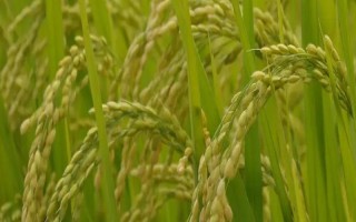 瑞兩優(yōu)9578水稻種子介紹，抽穗期遇連陰雨注意防治稻曲病