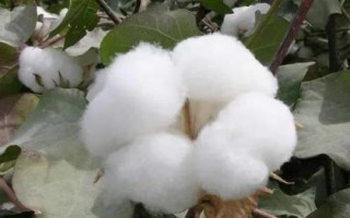 YL017棉花種子簡介，湖南春播生育期119.9天