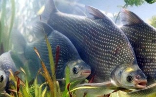 1.2號子線能釣幾斤的魚，3斤至4斤的魚適合釣