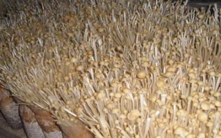 金針菇基腐病怎么防治，發(fā)現(xiàn)病菇要立即清除