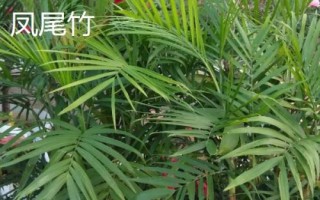 散尾葵和鳳尾竹的區(qū)別，形態(tài)和習(xí)性均不同