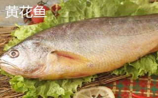 黃花魚是不是海魚，屬于海魚
