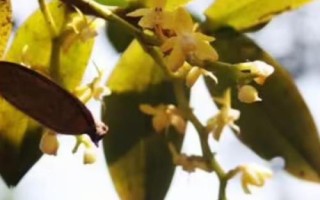 蛇舌蘭的產(chǎn)地，在我國主產(chǎn)于福建、廣西、云南等省份