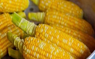 隴墾玉12玉米種子特征特性，中抗禾谷鐮孢莖腐病