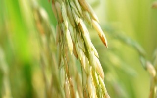 鵬優(yōu)6377水稻品種的特性，全生育期119天