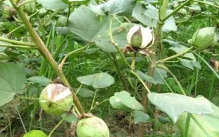 冀石83棉花品種的特性，本品種為轉(zhuǎn)基因抗蟲棉
