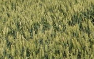 碩麥988小麥種簡(jiǎn)介，適宜播種期10月中下旬
