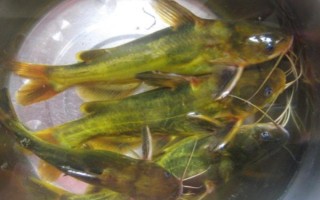 黃色的魚有哪些品種，常見的有黃顙魚、霓虹燕子等