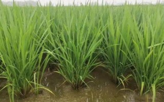 又香優(yōu)郁香水稻種子介紹，每畝有效穗數(shù)18.6萬