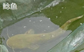 雞肝能不能釣魚(yú)，雞肝能釣魚(yú)