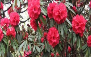 馬纓花有什么特點(diǎn)，花朵多數(shù)生長在樹枝頂部