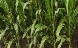 MC198玉米種子特點(diǎn)，中抗大斑病、禾谷鐮孢穗腐病