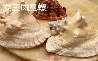 鳳凰螺的產(chǎn)地，主要分布在日本奄美島以南等地方