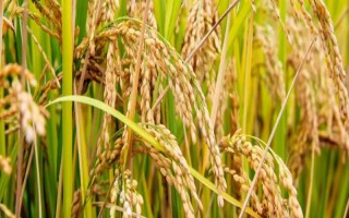 永豐優(yōu)8563水稻種子特征特性，弱感光秈型三系雜交水稻品種