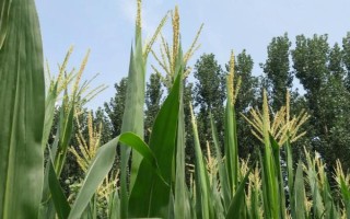 迪卡578玉米種子介紹，普通玉米品種