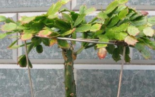 蟹爪蘭的嫁接方法，適應(yīng)能力特別強(qiáng)