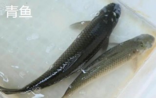 鲅魚和青魚的區(qū)別，科屬分類、形態(tài)特征、棲息環(huán)境均不同
