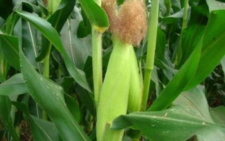 金G1908玉米種子特征特性，注意防治絲黑穗病