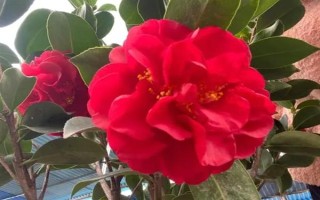 四季茶花好不好養(yǎng)，是比較好養(yǎng)活的花卉