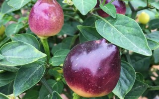 彩椒是不是轉(zhuǎn)基因食品，不是轉(zhuǎn)基因食品