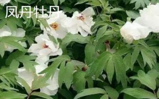 牡丹食用品種，主要包括鳳丹牡丹、紫斑牡丹