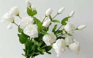 白色洋桔梗的花語，寓意純潔美好、真摯愛情等