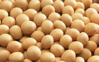 受歡迎的大豆品種有哪些，常見的有中黃35、中黃301等