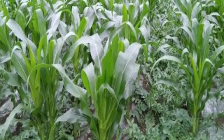 瑞興11號(hào)玉米品種的特性，1/3父本在母本將拱土?xí)r播種